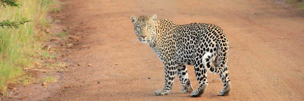 Safari de Peaugres